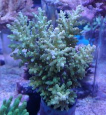 画像1: No.20 オーストラリア産 ロリペス (1)