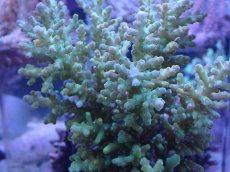 画像2: No.20 オーストラリア産 ロリペス (2)