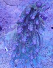 画像3: No.21 オーストラリア産 浅場ミドリイシ (3)