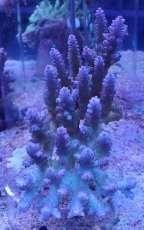 画像1: No.21 オーストラリア産 浅場ミドリイシ (1)