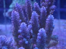 画像2: No.21 オーストラリア産 浅場ミドリイシ (2)