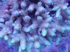 画像3: No.22 オーストラリア産 浅場ミドリイシ (3)