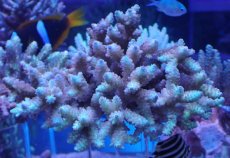 画像1: No.22 オーストラリア産 浅場ミドリイシ (1)