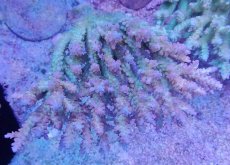 画像3: No.27 オーストラリア産 浅場ミドリイシ (3)