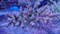 画像1: No.27 オーストラリア産 浅場ミドリイシ (1)