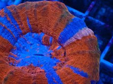 画像3: No.3 オーストラリア産 スコリミア superman スーパーマン　　【珍しい、レアな個体♪】 (3)