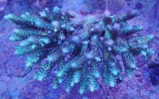 画像1: No.30 オーストラリア産 浅場ミドリイシ (1)