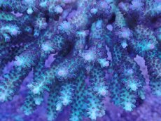 画像2: No.30 オーストラリア産 浅場ミドリイシ (2)