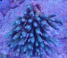 画像1: No.31 オーストラリア産 ウスエダミドリイシ (1)