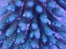 画像2: No.31 オーストラリア産 ウスエダミドリイシ (2)