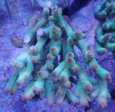 画像1: No.33 オーストラリア産 スパスラータ (1)