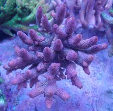 画像1: No.35 オーストラリア産 スパスラータ (1)