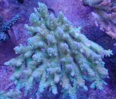 画像1: No.37 オーストラリア産 浅場ミドリイシ (1)