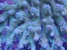 画像2: No.37 オーストラリア産 浅場ミドリイシ (2)