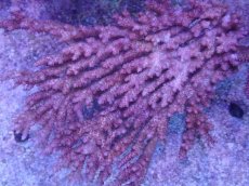 画像1: No.38 オーストラリア産 クシハダミドリイシ (1)