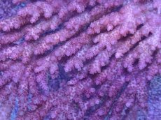 画像2: No.38 オーストラリア産 クシハダミドリイシ (2)