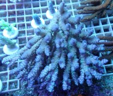 画像1: No.44 オーストラリア産 浅場ミドリイシ (1)