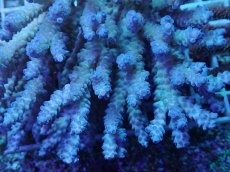 画像2: No.44 オーストラリア産 浅場ミドリイシ (2)