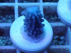 画像1: No.46 オーストラリア産 スギノキミドリイシ (1)