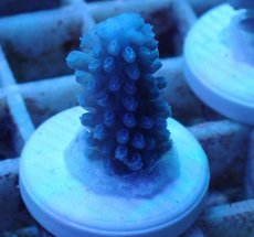 画像2: No.46 オーストラリア産 スギノキミドリイシ (2)