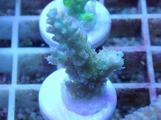 画像2: No.47 オーストラリア産 浅場ミドリイシ (2)