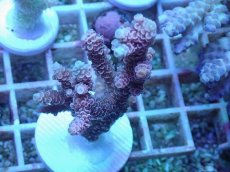 画像1: No.50 オーストラリア産 ハイマツミドリイシ (1)