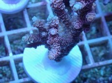 画像2: No.50 オーストラリア産 ハイマツミドリイシ (2)