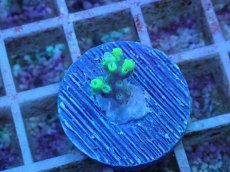 画像1: No.51 オーストラリア産 ハリエダミドリイシ (1)