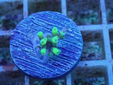 画像1: No.52 オーストラリア産 ハリエダミドリイシ (1)