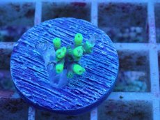 画像2: No.52 オーストラリア産 ハリエダミドリイシ (2)