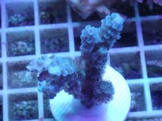 画像1: No.53 オーストラリア産 ウスエダミドリイシ (1)