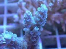 画像2: No.53 オーストラリア産 ウスエダミドリイシ (2)