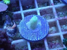 画像1: No.54 オーストラリア産 スパスラータ (1)