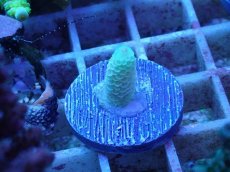 画像2: No.54 オーストラリア産 スパスラータ (2)