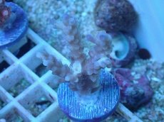 画像1: No.58 オーストラリア産 バーミキュラータ (1)