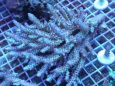 画像1: No.59 オーストラリア産 浅場ミドリイシ (1)