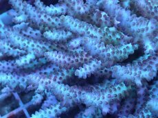 画像2: No.59 オーストラリア産 浅場ミドリイシ (2)