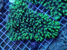 画像1: No.60 オーストラリア産 ハリエダミドリイシ Highlighter (1)