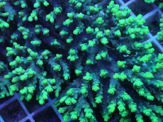 画像2: No.60 オーストラリア産 ハリエダミドリイシ Highlighter (2)