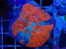 画像1: No.1 オーストラリア産 スコリミア Warpaint (1)