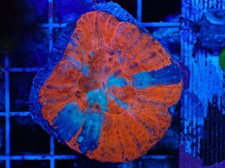 No.1 オーストラリア産 スコリミア Warpaintを買うならアクアスタイル