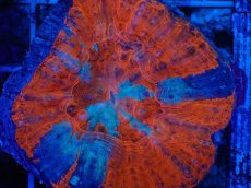 画像2: No.1 オーストラリア産 スコリミア Warpaint (2)