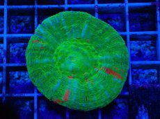 画像1: No.2 オーストラリア産 スコリミア Bleeding Apple (1)