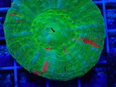 画像2: No.2 オーストラリア産 スコリミア Bleeding Apple (2)