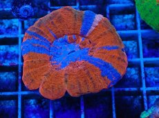 画像1: No.3 オーストラリア産 スコリミア superman スーパーマン　　【珍しい、レアな個体♪】 (1)