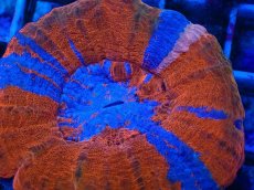 画像2: No.3 オーストラリア産 スコリミア superman スーパーマン　　【珍しい、レアな個体♪】 (2)