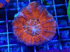 画像1: No.4 オーストラリア産 スコリミア Red (1)