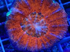 画像2: No.4 オーストラリア産 スコリミア Red (2)