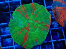 画像1: No.5 オーストラリア産 スコリミア Bleeding Apple (1)