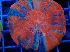 画像2: No.7 オーストラリア産 スコリミア Warpaint (2)